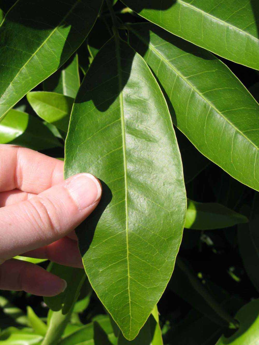            Leaflet (Winter Haven, FL)   